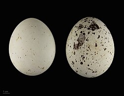 Aquila chrysaetos - MHNT