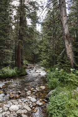 Mountain stream along Fall River Road is an example of a riparian ecosystem.