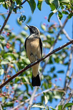 Cyprus wheatear Oenanthe cypriaca