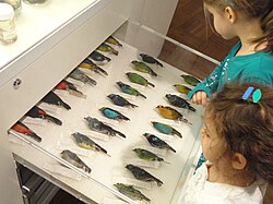 The museum has a large collection of birds from past centuries for viewing.