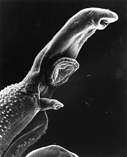 Unlike most flatworms, schistosomes are gonochoric. The narrow female can be seen emerging from the thicker male's gynecophoral canal below his ventral sucker.