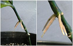 Roots forming above ground on a cutting of an Odontonema ("Firespike")
