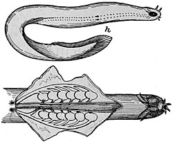 Two views of the hagfish (Myxini glutinosa) with analytical overlays and dissection, published 1905