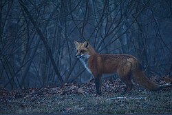 Photo of a red fox standing outdoors among forest understory