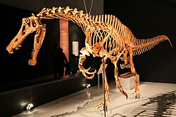 Irritator, a spinosaurid