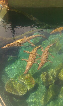 Young saltwater crocodiles in captivity