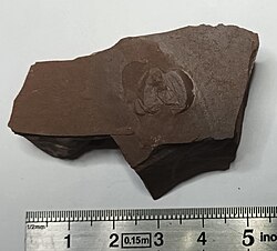 Exuviae of a middle Permian diplostracan from Hérault, France. Max Rouger Collection.