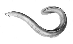 Drawing of Eptatretus polytrema