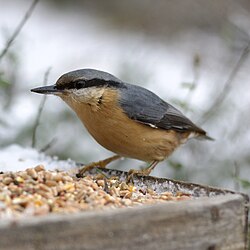 Eurasian nuthatch eating seeds in France (Lot)