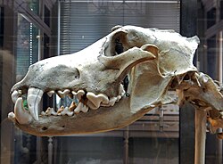 Skull of a Eurasian wolf at the Musée d'Histoire Naturelle de Lille, showing its powerful jaw and large fangs