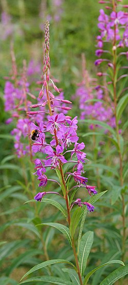 Fireweed is a native wildflower that grows after forest fires.