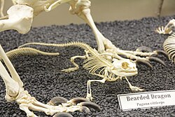 Skeleton of bearded dragon (pogona sp.) on display at the Museum of Osteology.