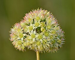 Inflorescence of subsp. maximum