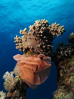 Nudibranch egg ribbon at Shaab Mahmoud