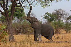 A bull elephant stretching up to break off a tree branch in the Okavango Delta, Botswana