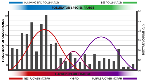 A hypothetical example of incipient speciation represented by differential geographic occurrence and nectar volume. The differing morphologies of the flower species results from selection towards traits that are more attractive to their available pollinators. The hummingbird has a greater affinity for red flowers and more nectar. The bee is attracted to purple flowers and demands less nectar. Hybrid flowers exist where ranges meet but are less attractive to pollinators thereby occurring less frequently.