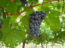 Grapes in Petrolina, Brazil only made possible in this semi arid area by drip irrigation
