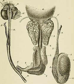 Reproductive system of the boar