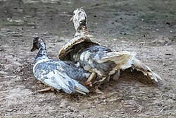 Copulating ducks showing a corkscrew penis inserted in a cloaca
