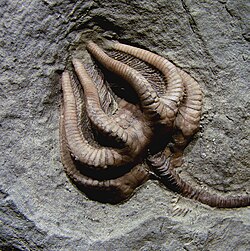 Agaricocrinus americanus, a fossil crinoid from the Carboniferous of Indiana
