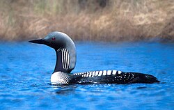 Pacific loon