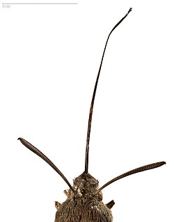 Extended proboscis of a long tongued Macroglossum moth