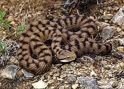 Vipera aspis was named Coluber aspis in 1758.