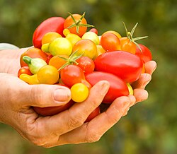 Plum, cherry, and grape varieties in Hawaii.