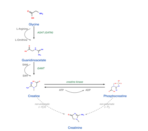 Creatinine is formed by the spontaneous, non-enzymatic breakdown of creatine and phosphocreatine. Creatine is synthesised from glycine and arginine (via guanidinoacetate) and is reversibly phosphorylated by creatine kinase to phosphocreatine.