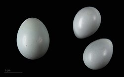 Common cuckoo (Cuculus canorus bangsi) egg (left) compared with eggs of a Moussier's redstart (Phoenicurus moussieri)