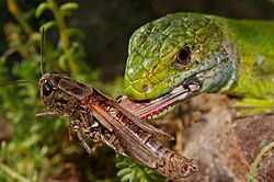 Western green lizard ambushes its grasshopper prey.