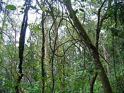 Liana tangle across a forest in the Western Ghats