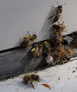 Pollen-laden bees at hive entrance