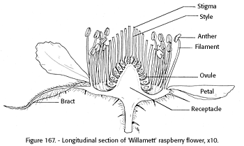 Detail of the raspberry flower: there is a clustering of pistils at the center of the flower. (A pistil consists of stigma, style, and ovary.) The stigma is the apical (at the apex) nodule that receives pollen; the style is the stem-like column that extends down to the ovary, which is the basal part that contains the seed-forming ovule.
