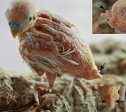 Position of the uropygial gland, indicated on a budgerigar