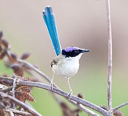 Male purple-crowned fairywren in a patch of noogoora burr (Xanthium strumarium), a prolific invasive weed of northern Australian riparian habitats