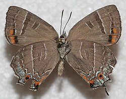 Underside of the wings