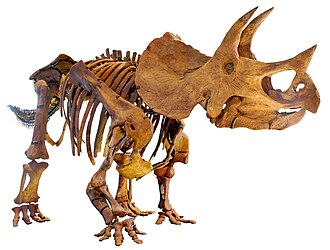 Triceratops skeleton, Natural History Museum of Los Angeles County