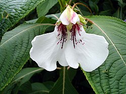 Impatiens tinctoria