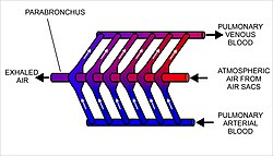 The cross-current respiratory gas exchanger in the lungs of birds. Air is forced from the air sacs unidirectionally (from right to left in the diagram) through the parabronchi. The pulmonary capillaries surround the parabronchi in the manner shown (blood flowing from below the parabronchus to above it in the diagram).[59][61] Blood or air with a high oxygen content is shown in red; oxygen-poor air or blood is shown in various shades of purple-blue.
