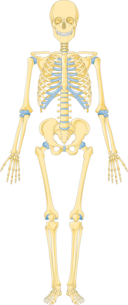 Human skeleton with articular cartilage shown in blue