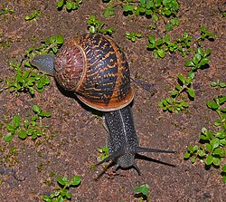 Cornu aspersum (formerly Helix aspersa)—a common land snail