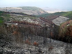 A burnt forest in northern Israel caused by Hezbollah rockets