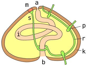 Digestive and circulatory systems of a regular sea urchin:a = anus; m = madreporite; s = aquifer canal; r = radial canal; p = podial ampulla; k = test wall; i = intestine; b = mouth