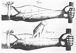 Image of veins from William Harvey's Exercitatio Anatomica de Motu Cordis et Sanguinis in Animalibus, 1628