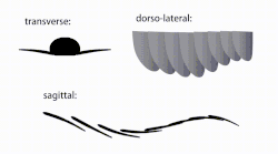 Animation showing the swimming motion of the body flaps used by radiodonts including Anomalocaris