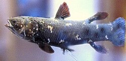 Coelacanth Latimeria chalumnae