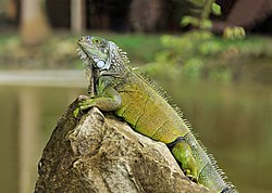 Image of the green Iguana that colonized Anguilla.
