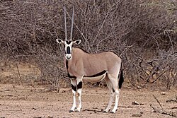 Oryx beisa beisa is found throughout the Horn of Africa.