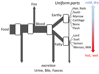 Metabolism: Leroi's open system model. Food is converted to the body's uniform parts and excreted residues.[11]
